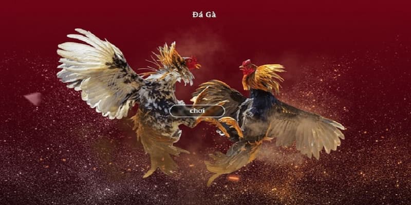 Cách tham gia Gà Thomo trên nền tảng B52club