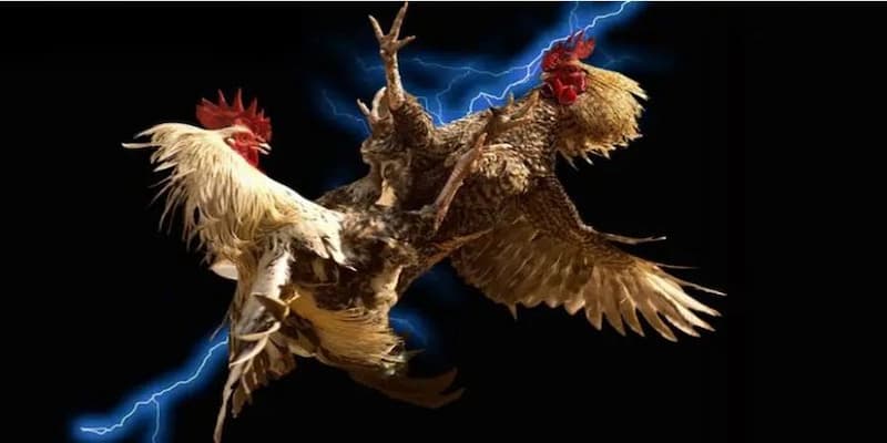 Giới thiệu tổng quan về Chiến kê tại B52club