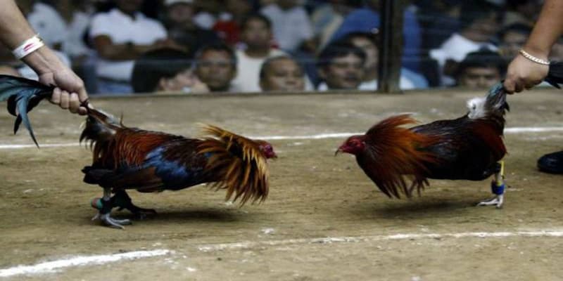 Nguồn gốc và truyền thuyết về gà xám thần