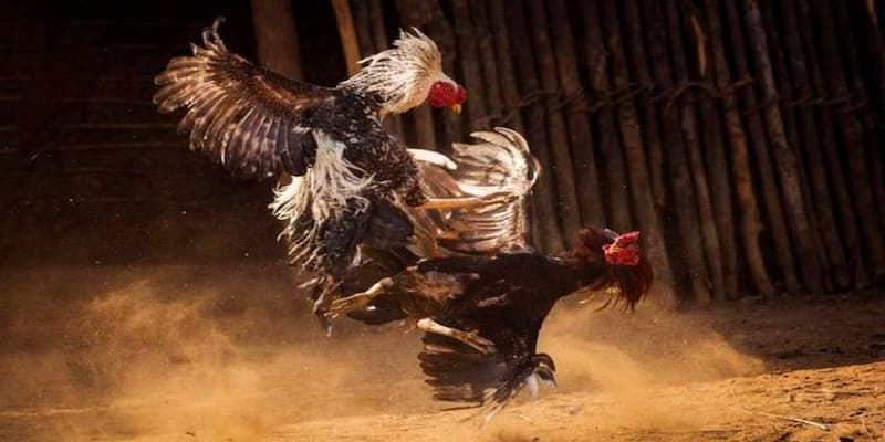 Những yếu tố nhận biết gà xám thần chuẩn “thần kê”