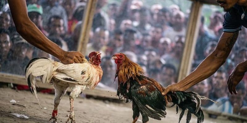 Tổng Quan Về Gà Ô Tuy Và Những Đặc Điểm Nhận Dạng